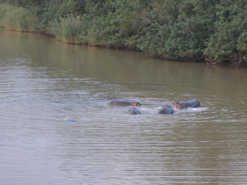 wp-1462688525304 image