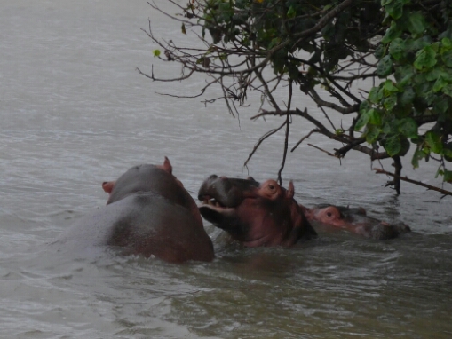 wp-1462733205888 image