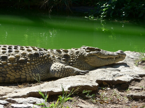 wp-1463366819703 image