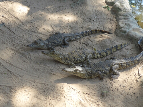 wp-1463366881879 image