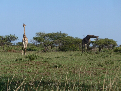 wp-1463367578520 image