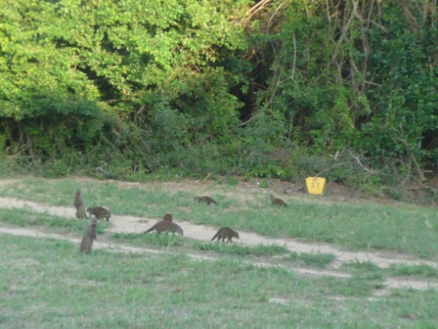 wp-1463373711391 image