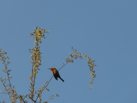 wp-1463720776712 image