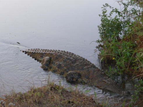 wp-1463721253743 image