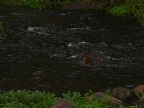 wp-1464382290107 image