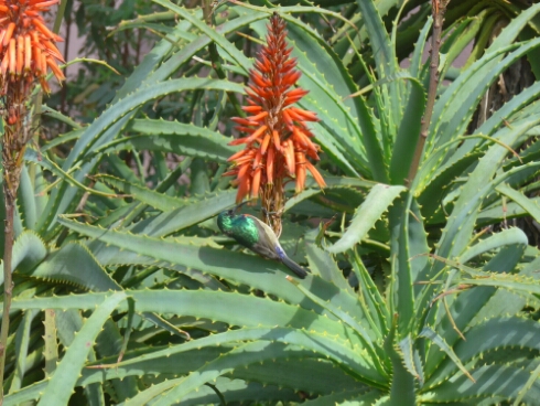 wp-1464386905604 image